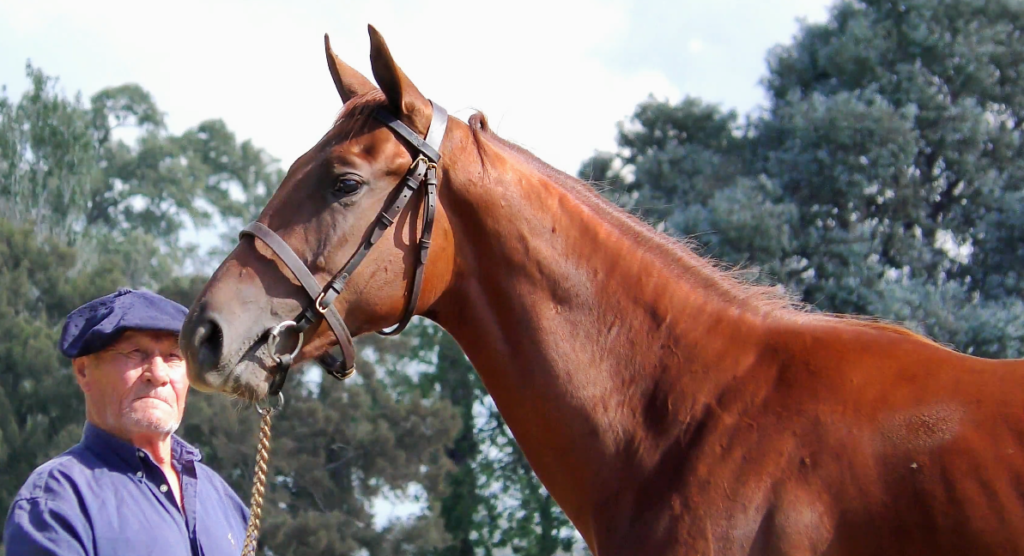 RONSINO