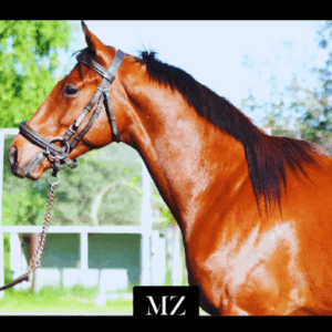 LOTE 22 - BEACH STARS