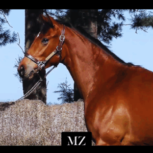 LOTE 09 - BIENVENIDA EMOTION