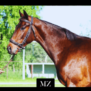 LOTE 23 - COOPER BEACH