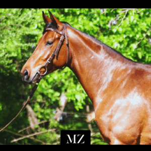 LOTE 16 - DOÑA MARGOT