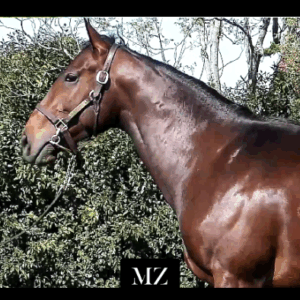 LOTE 04 - EL PACHICHI