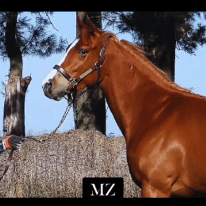 LOTE 10 - FIERA TOTAL