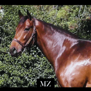 LOTE 05 - JOY THE MAD