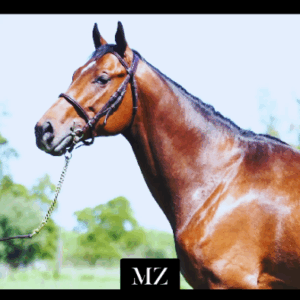LOTE 19 - MAXIMUS NIK