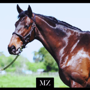 LOTE 18 - PAULITA NIK