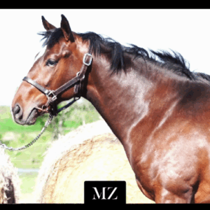 LOTE 27 - PICO A PICO