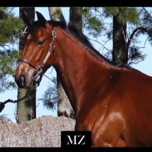 LOTE 08 - ROSITA LA PISTOLERA