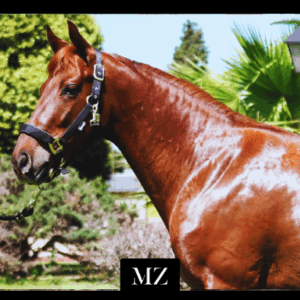 LOTE 14 - SALVAJE Y FELIZ