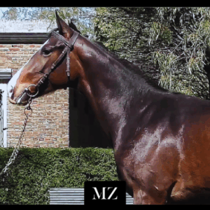 LOTE 29 - BABY WARRIOR