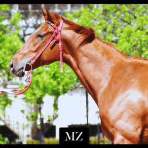 LOTE 07 - TORIBIA MORRIS