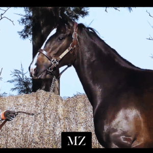 LOTE 01- TROYA QUEEN