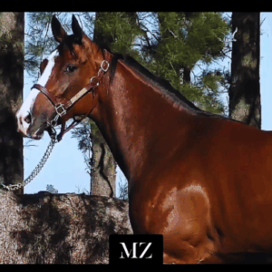 LOTE 02 - TUS PLEGARIAS