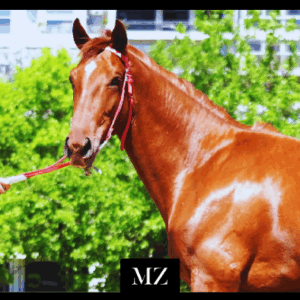 LOTE 06 - VIRREY MORRIS