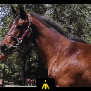 LOTE 09 - COSTA AMOROSA