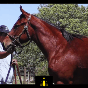 LOTE 14 - COSTA GRADINE