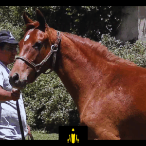 LOTE 16 - COSTA MILAGROSA