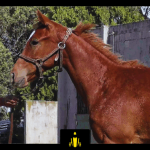 LOTE 13 - COSTA PILITA