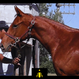 LOTE 01 - COSTA PLATINADA