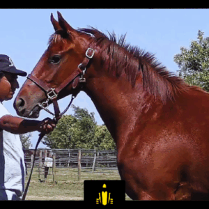 LOTE 02 - COSTA RACHEL