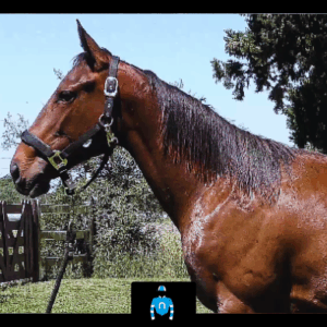 LOTE 19 - ENNY BLUES