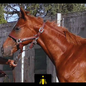 LOTE 05 - RIO GALISIMO