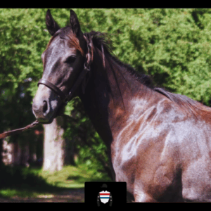 LOTE 17 - SEÑOR GUERRERO