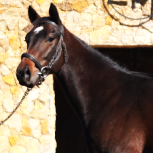 LOTE 07 - ABSOLUTAMENTE FIEL
