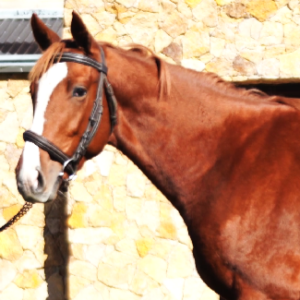 LOTE 02 - DADDY CROX