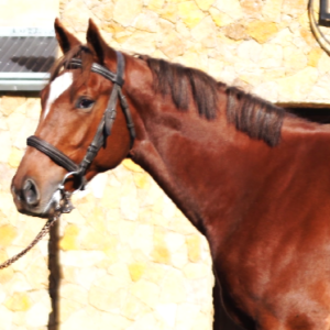 LOTE 03 - DADDY EL CHONGO