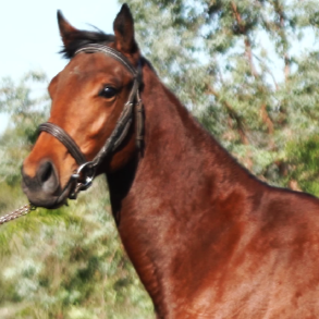 LOTE 15 - ELLIE CANDY