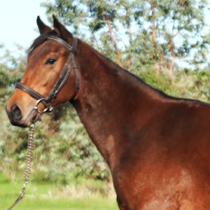 LOTE 16 - EMBROMITA