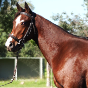 LOTE 14 - ES TEACHER