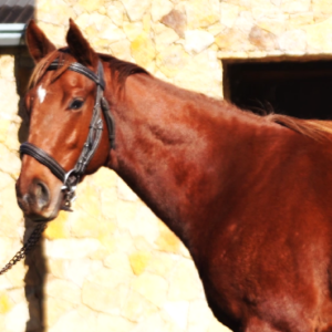 LOTE 01 - EXCHANGE TRIGGER