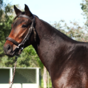 LOTE 17 - GREATE BEACH