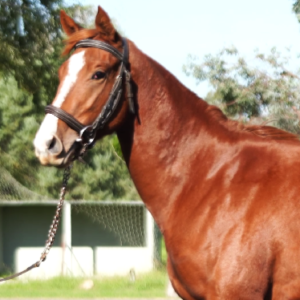 LOTE 13 - HERNIKA LEGS