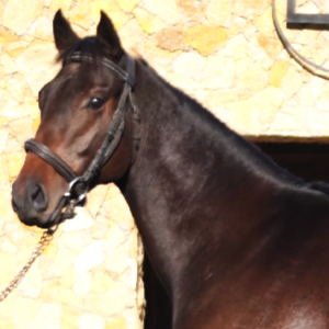 LOTE 04 - IVAN