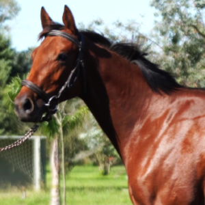 LOTE 18 - LA RESILIENTE