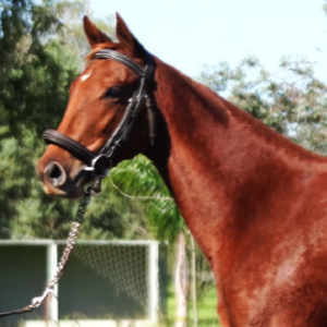 LOTE 09 - LA VALLEJOS