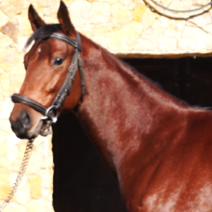 LOTE 05 - LE MAESTRO