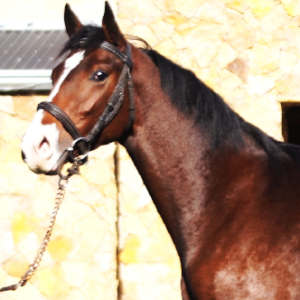 LOTE 06 - LE RHODESIA