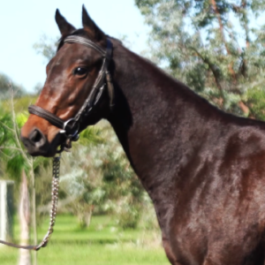 LOTE 10 - NONINA