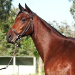 LOTE 11 - ROMANA COSMICA