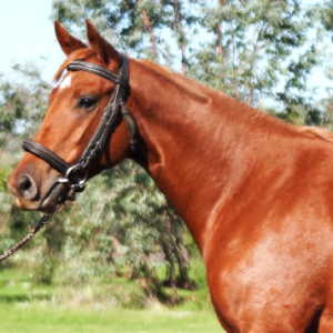 LOTE 12 - VITA RULER