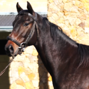LOTE 08 - WIN THE STORM