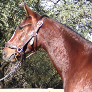 LOTE 07 - ALMA DESNUDA