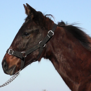 LOTE 19 - ALMA RENDIDA