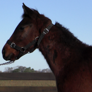 LOTE 22 - CHANGO MORENO