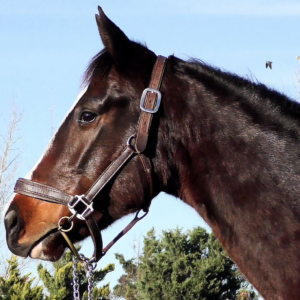 LOTE 02 - CORAZON CLANDESTINO