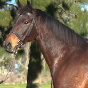 LOTE 01 - DONA MOREBI